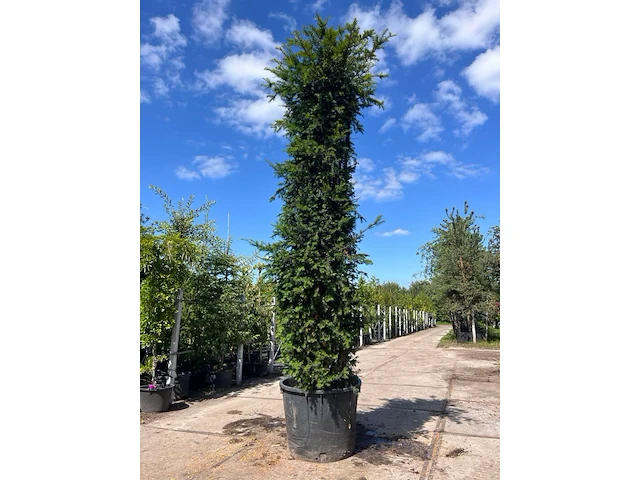 4x venijnboom, taxus baccata, haagplant, wintergroen, ca. 250-400 cm hoog - afbeelding 1 van  2