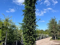 4x venijnboom, taxus baccata, haagplant, wintergroen, ca. 250-400 cm hoog