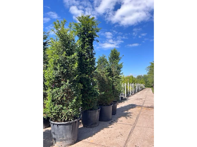 4x venijnboom, taxus baccata, haagplant, wintergroen, ca. 250-400 cm hoog - afbeelding 2 van  2