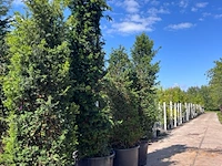 4x venijnboom, taxus baccata, haagplant, wintergroen, ca. 250-400 cm hoog - afbeelding 2 van  2