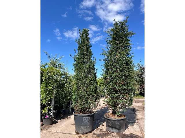 4x venijnboom, taxus baccata, haagplant, wintergroen, ca. 400-450 cm hoog - afbeelding 1 van  3