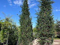 4x venijnboom, taxus baccata, haagplant, wintergroen, ca. 400-450 cm hoog