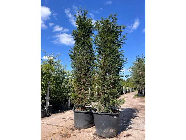 4x venijnboom, taxus baccata, haagplant, wintergroen, ca. 400-450 cm hoog - afbeelding 2 van  3