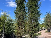4x venijnboom, taxus baccata, haagplant, wintergroen, ca. 400-450 cm hoog - afbeelding 2 van  3