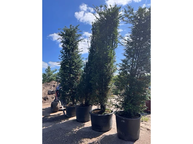 4x venijnboom, taxus baccata, haagplant, wintergroen, ca. 400-450 cm hoog - afbeelding 3 van  3
