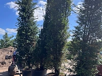 4x venijnboom, taxus baccata, haagplant, wintergroen, ca. 400-450 cm hoog - afbeelding 3 van  3