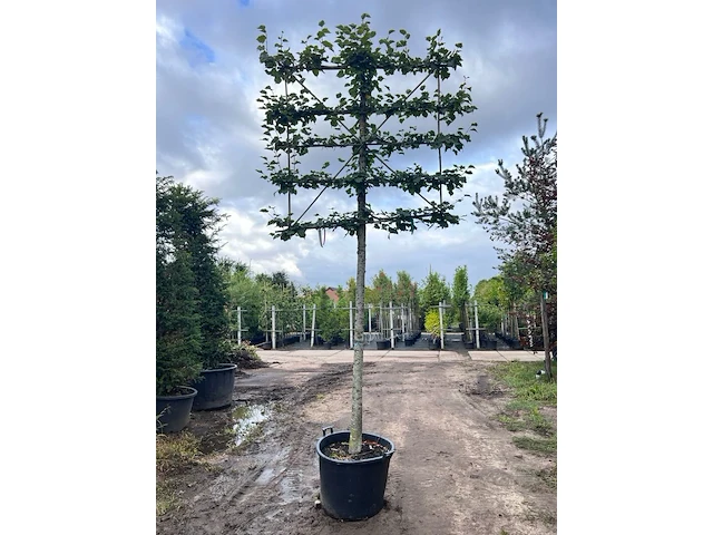 4x winterlinde, tilia cordata, leiboom, ca. 200 cm stamhoogte - afbeelding 1 van  4