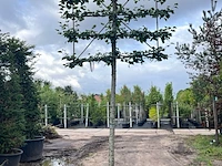 4x winterlinde, tilia cordata, leiboom, ca. 200 cm stamhoogte