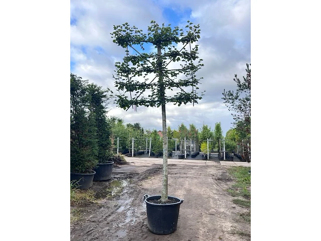 4x winterlinde, tilia cordata, leiboom, ca. 200 cm stamhoogte - afbeelding 2 van  4