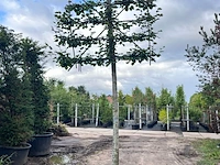 4x winterlinde, tilia cordata, leiboom, ca. 200 cm stamhoogte - afbeelding 2 van  4
