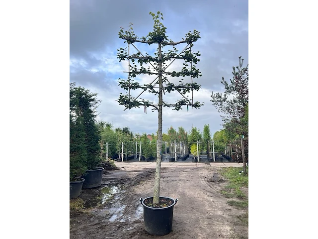 4x winterlinde, tilia cordata, leiboom, ca. 200 cm stamhoogte - afbeelding 3 van  4