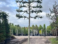 4x winterlinde, tilia cordata, leiboom, ca. 200 cm stamhoogte - afbeelding 3 van  4