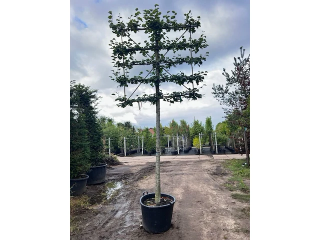 4x winterlinde, tilia cordata, leiboom, ca. 200 cm stamhoogte - afbeelding 4 van  4