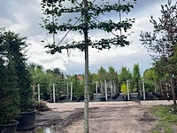 4x winterlinde, tilia cordata, leiboom, ca. 200 cm stamhoogte - afbeelding 4 van  4