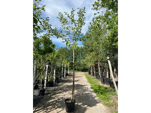 4x witte moerbei, morus 'fruitless', hoogstam, ca. 3-3.5 m hoog - afbeelding 1 van  4