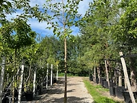 4x witte moerbei, morus 'fruitless', hoogstam, ca. 3-3.5 m hoog
