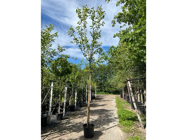 4x witte moerbei, morus 'fruitless', hoogstam, ca. 3-3.5 m hoog - afbeelding 2 van  4