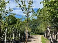 4x witte moerbei, morus 'fruitless', hoogstam, ca. 3-3.5 m hoog - afbeelding 2 van  4