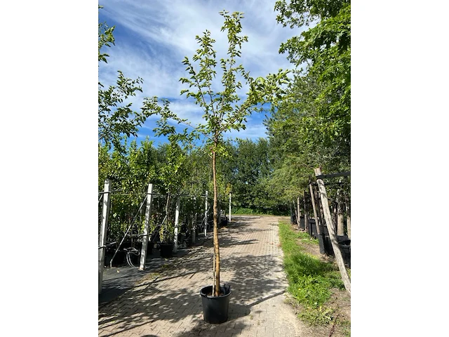 4x witte moerbei, morus 'fruitless', hoogstam, ca. 3-3.5 m hoog - afbeelding 3 van  4