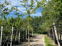 4x witte moerbei, morus 'fruitless', hoogstam, ca. 3-3.5 m hoog - afbeelding 3 van  4