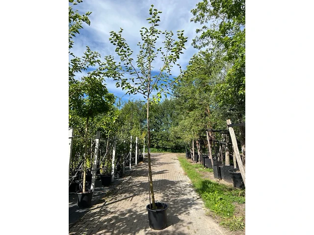4x witte moerbei, morus 'fruitless', hoogstam, ca. 3-3.5 m hoog - afbeelding 4 van  4