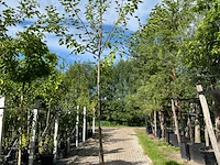 4x witte moerbei, morus 'fruitless', hoogstam, ca. 3-3.5 m hoog - afbeelding 4 van  4