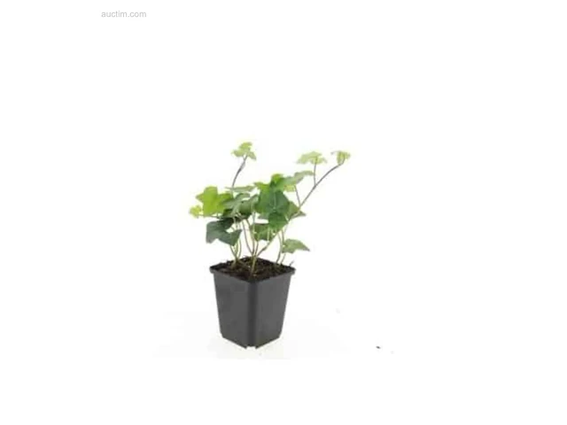 (500x) ivy hedera hibernica 30-40 - afbeelding 1 van  1