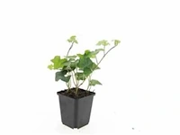 (500x) ivy hedera hibernica 30-40