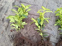 (500x) laurier prunus laurocerasus 'caucasica'...