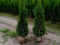(50x) coniferen thuja smaragd 120-140