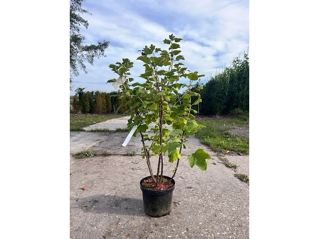 5x aalbes, ribes 'weisse versailles' e.a., fruitstruik, vruchtdragend, ca. 60-80 cm hoog - afbeelding 1 van  2