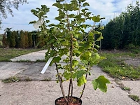 5x aalbes, ribes 'weisse versailles' e.a., fruitstruik, vruchtdragend, ca. 60-80 cm hoog