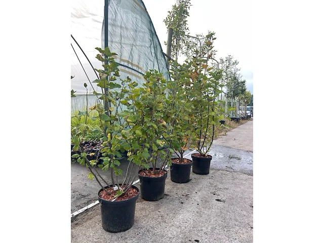 5x aalbes, ribes 'weisse versailles' e.a., fruitstruik, vruchtdragend, ca. 60-80 cm hoog - afbeelding 2 van  2