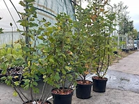 5x aalbes, ribes 'weisse versailles' e.a., fruitstruik, vruchtdragend, ca. 60-80 cm hoog - afbeelding 2 van  2