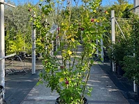 5x altheastruik, hibiscus 'duc de brabant', sierheester, roze bloei, ca. 125-175 cm hoog