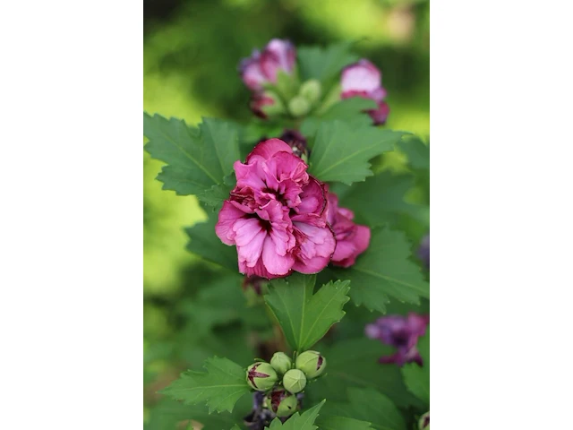 5x altheastruik, hibiscus 'duc de brabant', sierheester, roze bloei, ca. 125-175 cm hoog - afbeelding 3 van  3