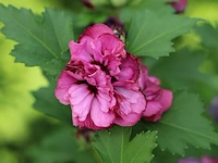 5x altheastruik, hibiscus 'duc de brabant', sierheester, roze bloei, ca. 125-175 cm hoog - afbeelding 3 van  3