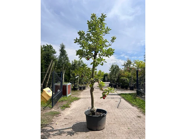 5x appelboom, malus 'redlove', e.a., fruitgaardboom, vruchtdragend, ca. 2.5-3.5 m hoog - afbeelding 1 van  8