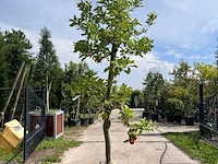 5x appelboom, malus 'redlove', e.a., fruitgaardboom, vruchtdragend, ca. 2.5-3.5 m hoog