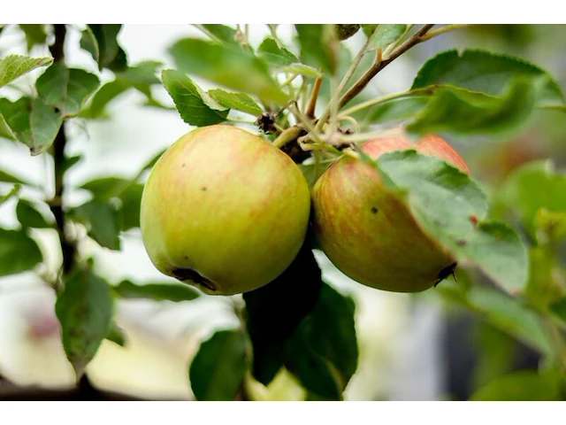 5x appelboom, malus 'redlove', e.a., fruitgaardboom, vruchtdragend, ca. 2.5-3.5 m hoog - afbeelding 2 van  8