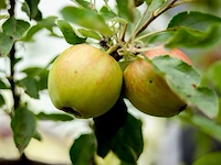 5x appelboom, malus 'redlove', e.a., fruitgaardboom, vruchtdragend, ca. 2.5-3.5 m hoog - afbeelding 2 van  8