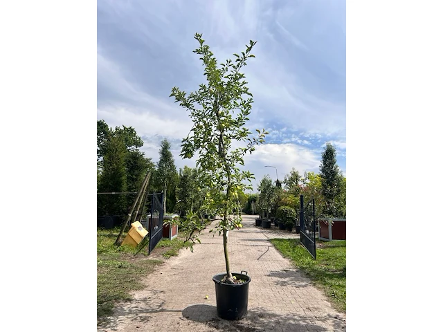 5x appelboom, malus 'redlove', e.a., fruitgaardboom, vruchtdragend, ca. 2.5-3.5 m hoog - afbeelding 3 van  8