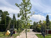 5x appelboom, malus 'redlove', e.a., fruitgaardboom, vruchtdragend, ca. 2.5-3.5 m hoog - afbeelding 3 van  8