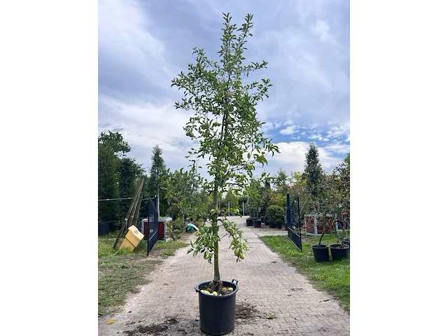 5x appelboom, malus 'redlove', e.a., fruitgaardboom, vruchtdragend, ca. 2.5-3.5 m hoog - afbeelding 4 van  8