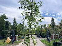 5x appelboom, malus 'redlove', e.a., fruitgaardboom, vruchtdragend, ca. 2.5-3.5 m hoog - afbeelding 4 van  8