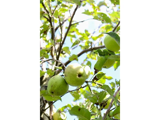 5x appelboom, malus 'redlove', e.a., fruitgaardboom, vruchtdragend, ca. 2.5-3.5 m hoog - afbeelding 5 van  8