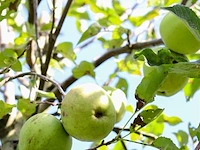 5x appelboom, malus 'redlove', e.a., fruitgaardboom, vruchtdragend, ca. 2.5-3.5 m hoog - afbeelding 5 van  8