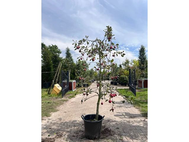 5x appelboom, malus 'redlove', e.a., fruitgaardboom, vruchtdragend, ca. 2.5-3.5 m hoog - afbeelding 6 van  8