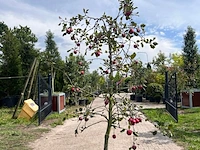 5x appelboom, malus 'redlove', e.a., fruitgaardboom, vruchtdragend, ca. 2.5-3.5 m hoog - afbeelding 6 van  8