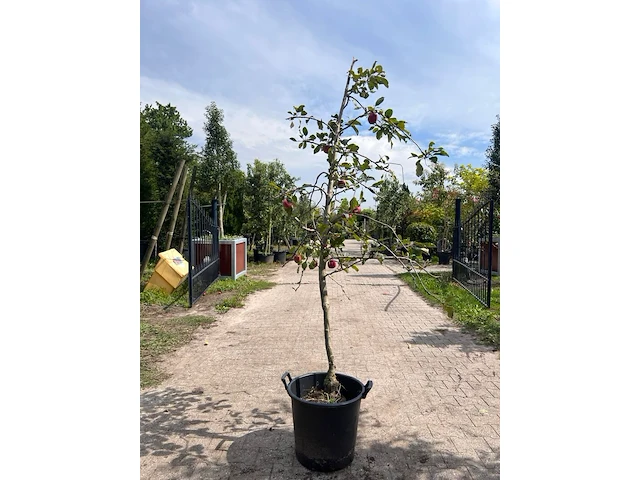 5x appelboom, malus 'redlove', e.a., fruitgaardboom, vruchtdragend, ca. 2.5-3.5 m hoog - afbeelding 7 van  8